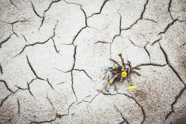 Flor amarela crescendo em terra rachada mudança climática global quente — Fotografia de Stock