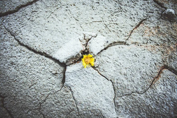 Yellow flower growing in cracked land climate change global warm — Stock Photo, Image