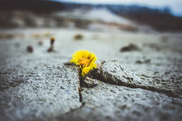 Gelbe Blume wächst in rissigem Land Klimawandel globale Erwärmung — Stockfoto