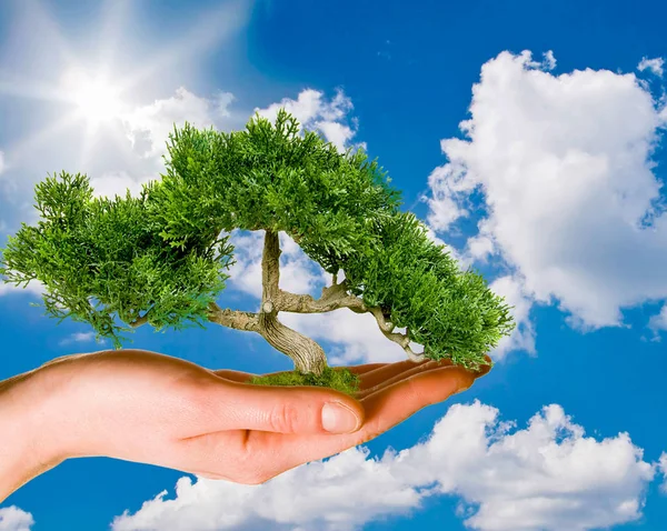 지구 온난 화로 지구를 구하는 푸른 나무를 손에 들고 지구를 구하다 — 스톡 사진