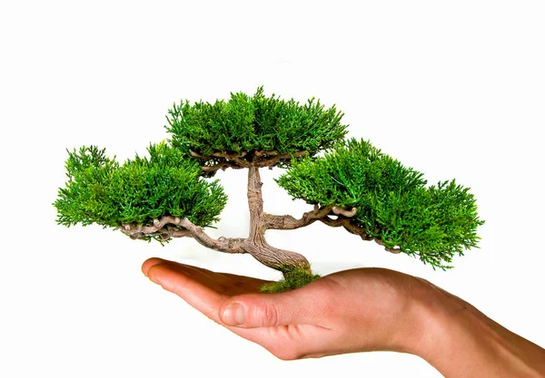 Hand holding green tree global warming save planet earth — Stock Photo, Image