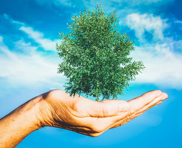 Hand holding green tree global warming save planet earth — Stock Photo, Image