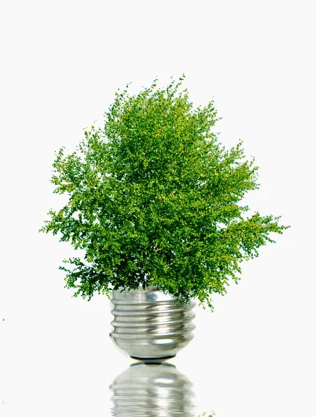 Green tree in a light bulb - save energy, fight global warming Stock Photo