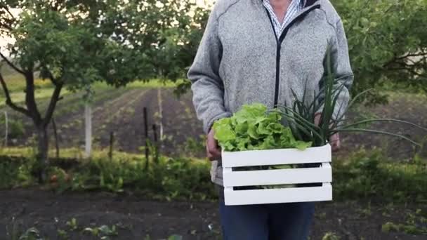 Kiste Mit Frischem Salat Und Grünen Zwiebeln Der Hand Des — Stockvideo