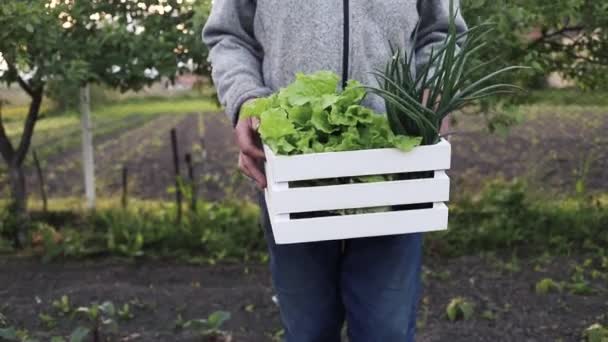 Caja Ensalada Fresca Cebolla Verde Manos Del Jardinero — Vídeos de Stock