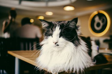 Masada uyuyan güzel siyam kedisi