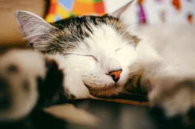 Kırmızı burunlu şirin kedi huzur içinde uyuyor.