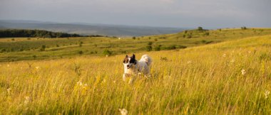 Mutlu beyaz çoban köpeği dışarıda koşuyor.