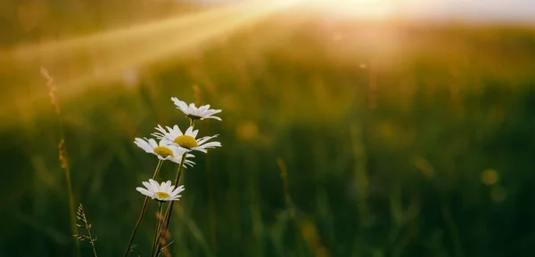 Schönes Sommerpanorama Mit Blumen Auf Einem Feld — Stockfoto