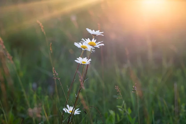 Smukke Sommer Panorama Blomster Mark - Stock-foto