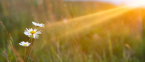 Beautiful Summer Panorama Flowers Field — Stock Photo, Image