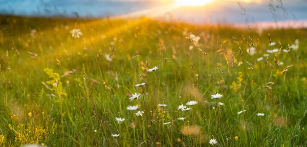 Beautiful Summer Panorama Flowers Field — Stock Photo, Image