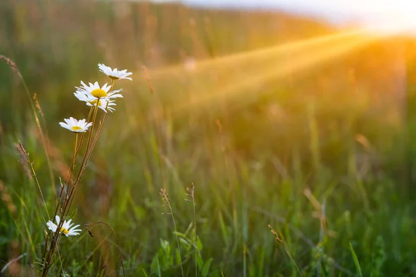 Tarlada Çiçeklerle Dolu Güzel Bir Yaz Manzarası — Stok fotoğraf