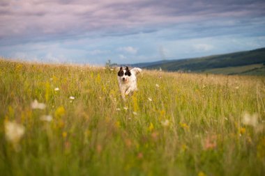 Mutlu beyaz çoban köpeği dışarıda koşuyor.