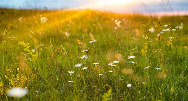 Beautiful Summer Panorama Flowers Field — Stock Photo, Image