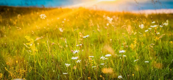 Belo Panorama Verão Flores Campo — Fotografia de Stock