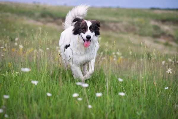 屋外で走る幸せな白い羊飼いの犬 — ストック写真