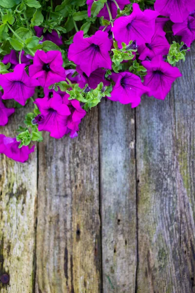 Vue Dessus Des Fleurs Violettes Sur Fond Bois — Photo