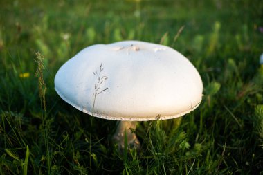 Sahada dev şampiyon mantarı