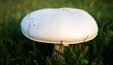 Sahada dev şampiyon mantarı