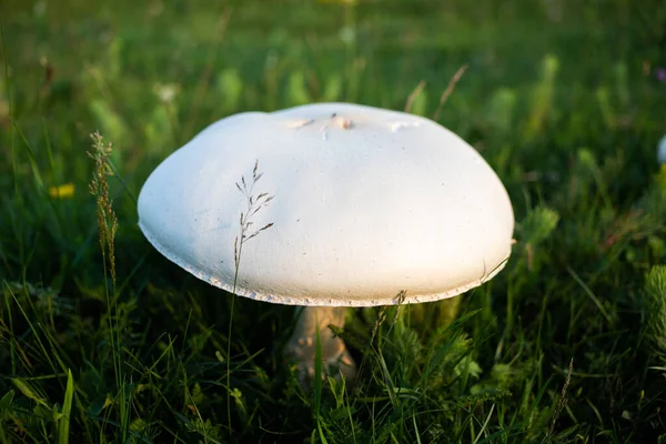 田里的巨大香菇 — 图库照片