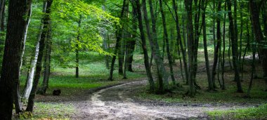 Yazın yeşil orman geçmişi