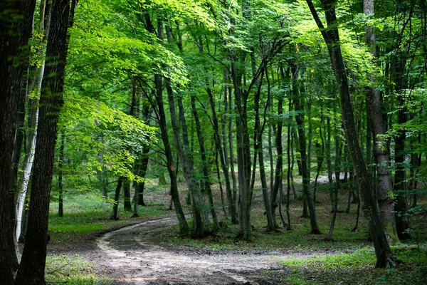 Green Forest Background Summer — Stock Photo, Image