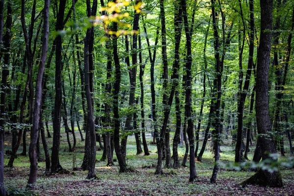 Grüne Waldkulisse Sommer — Stockfoto