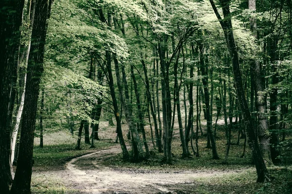 Green Forest Background Summer — Stock Photo, Image