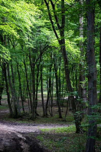 Yazın Yeşil Orman Geçmişi — Stok fotoğraf