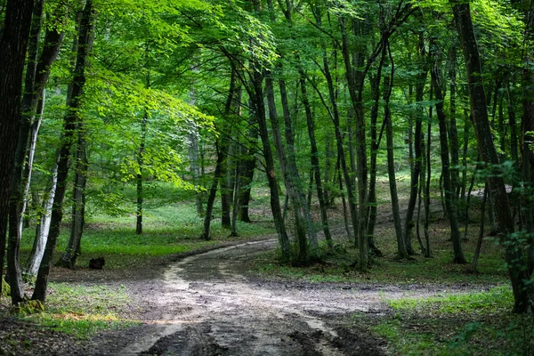 Green Forest Background Summer — Stock Photo, Image