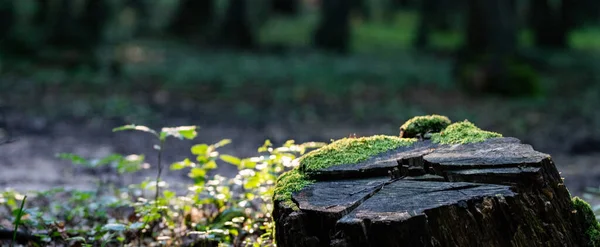 Groene Bos Achtergrond Zomer — Stockfoto