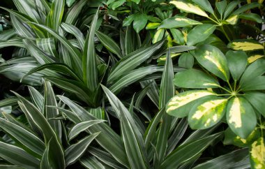 Tropikal bitkilerin en üst görünümü yeşillik arkaplanı