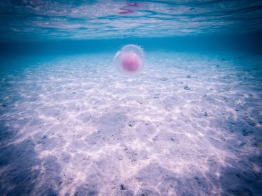 Andaman denizinde denizanası