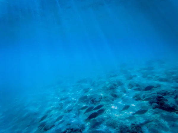 Підводне Морське Життя Коралових Рифах — стокове фото