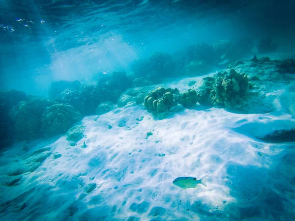 Unterwasserlebewesen Korallenriffen — Stockfoto