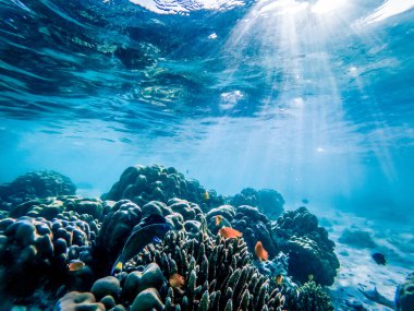 Mercan resiflerinde sualtı yaşamı