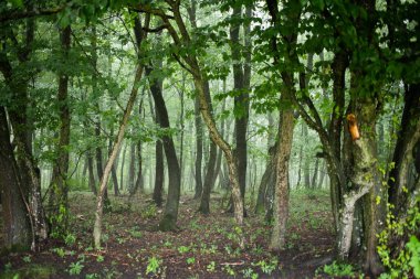 Yeşil yaz ormanı geçmişi