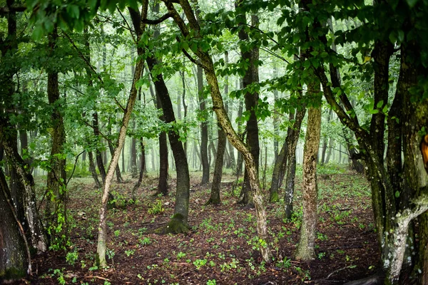 Green Summer Forest Background — Stock Photo, Image