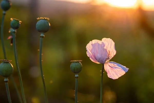 Poppy Garden Sunset — Stock Photo, Image