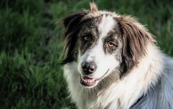 Schönes Porträt Eines Schäferhundes — Stockfoto