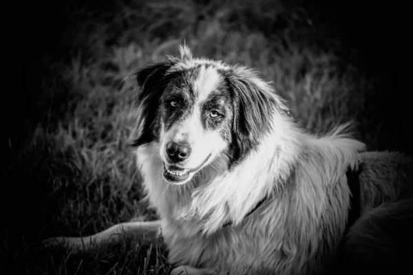 Frumos Portret Unui Câine Păstor — Fotografie, imagine de stoc