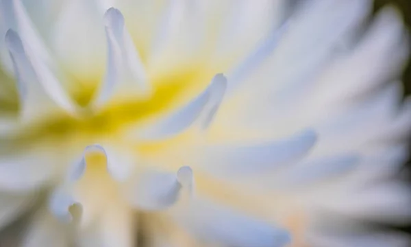 Elvont Természet Háttere Virágszirmok — Stock Fotó