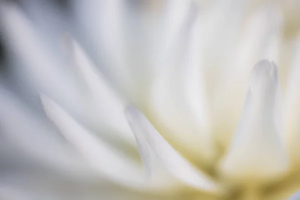 花瓣的抽象的自然背景 — 图库照片