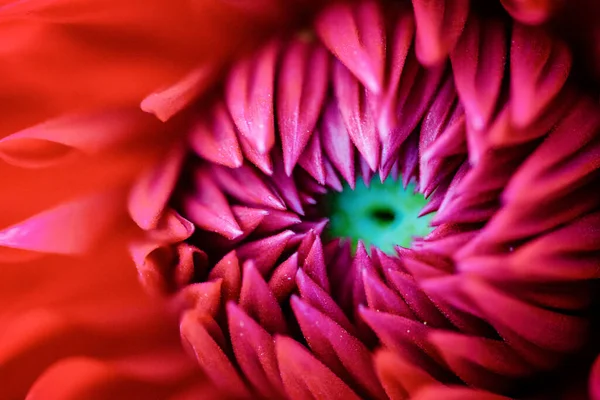 Abstrakcyjny Charakter Tło Płatków Kwiatów — Zdjęcie stockowe