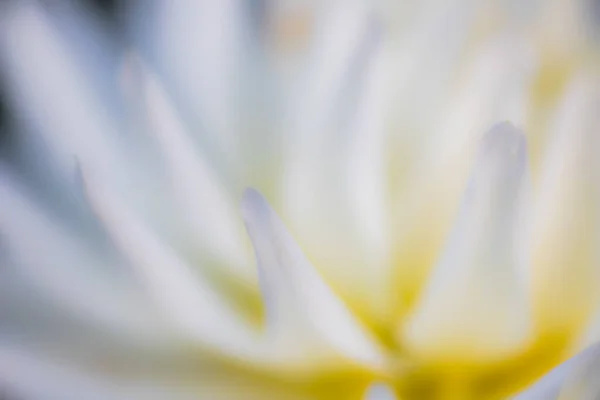 花瓣的抽象的自然背景 — 图库照片