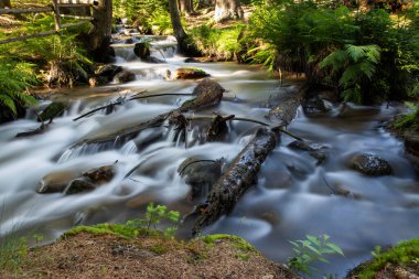 Akan akarsuyun güzel arka planı yeşil orman doğa terapisidir.