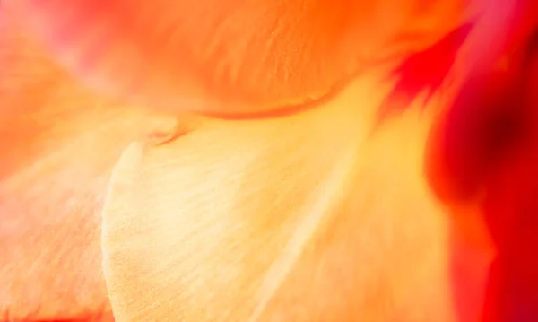 Абстрактний Природний Фон Пелюсток Квітів — стокове фото