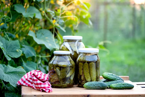 Pepinos Conservados Escabeche Comida Orgânica Inverno — Fotografia de Stock