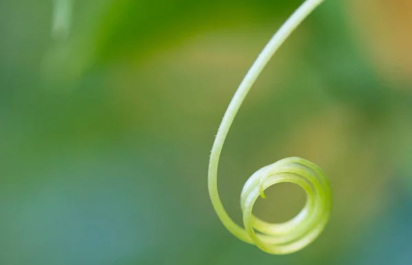 Naturaleza Abstracta Fondo Pétalos Flores — Foto de Stock